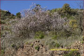 Manto de tonos blancos y rosas en Gran Canaria (Reportaje gráfico de Ildefonso Rodríguez)
